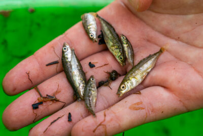 Agrandir l'image 4 sur 6, fenêtre modale