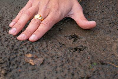 Agrandir l'image 2 sur 3, fenêtre modale