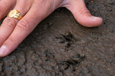 Agrandir l'image 4 sur 6, fenêtre modale