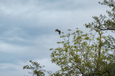 Agrandir l'image 2 sur 6, fenêtre modale