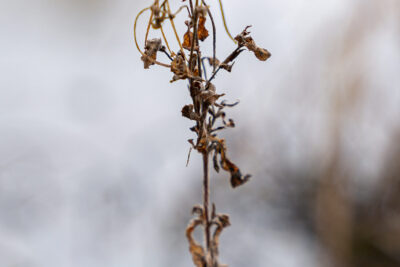 Agrandir l'image 5 sur 6, fenêtre modale