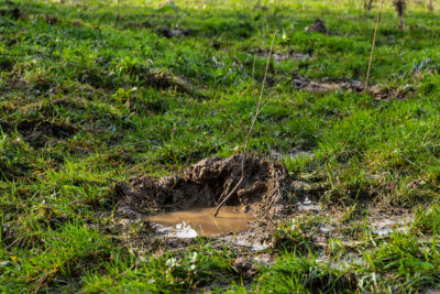 Agrandir l'image 5 sur 6, fenêtre modale