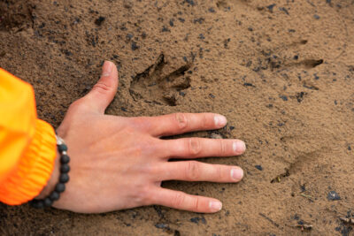 Agrandir l'image 1 sur 6, fenêtre modale