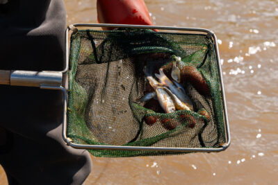 Agrandir l'image 6 sur 6, fenêtre modale