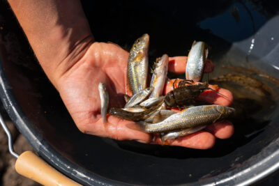 Agrandir l'image 2 sur 6, fenêtre modale