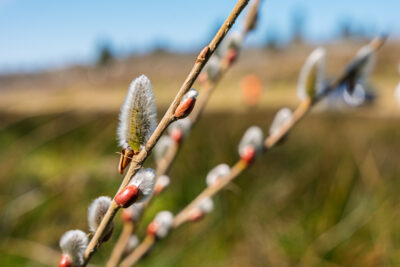 Agrandir l'image 5 sur 6, fenêtre modale