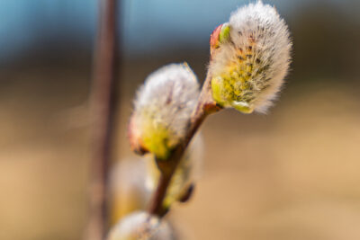 Agrandir l'image 4 sur 6, fenêtre modale