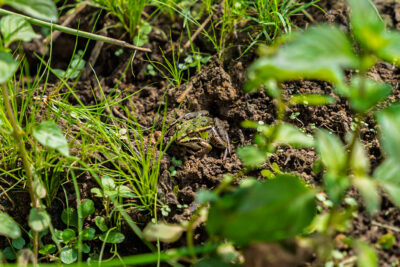 Agrandir l'image 3 sur 6, fenêtre modale